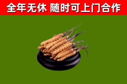 旬阳烟酒回收冬虫夏草.jpg